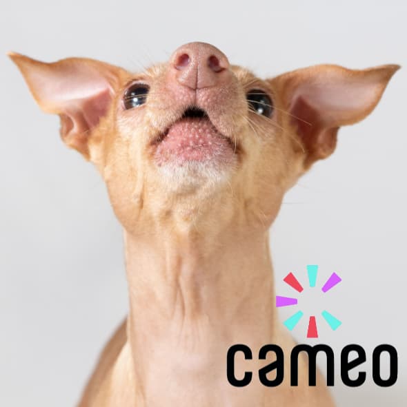 Tuna mid-action on a Cameo marketing still, head tilted up, with the Cameo logo in the corner.